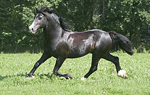 Welsh Cob dekhengst Ceres Commando